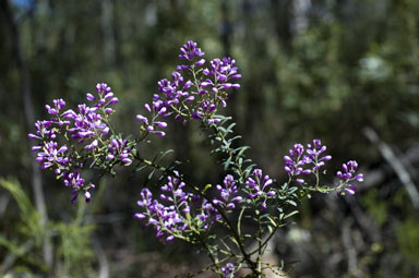 APII jpeg image of Comesperma ericinum  © contact APII