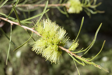 APII jpeg image of Callistemon pinifolius  © contact APII