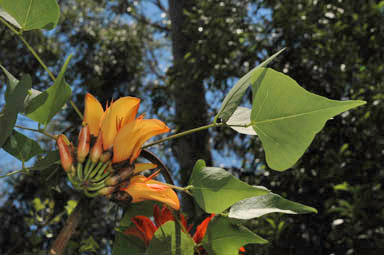 APII jpeg image of Erythrina vespertilio  © contact APII