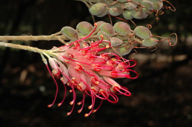 APII jpeg image of Grevillea banksii  © contact APII