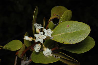 APII jpeg image of Aegiceras corniculatum  © contact APII