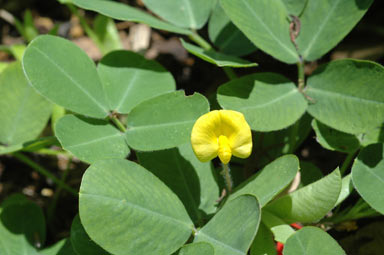 APII jpeg image of Arachis hypogaea  © contact APII