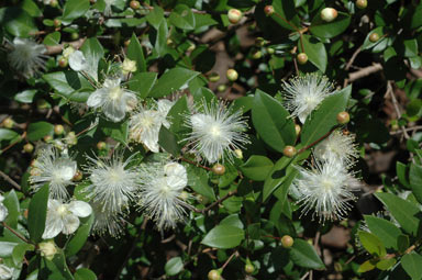 APII jpeg image of Myrtus communis  © contact APII