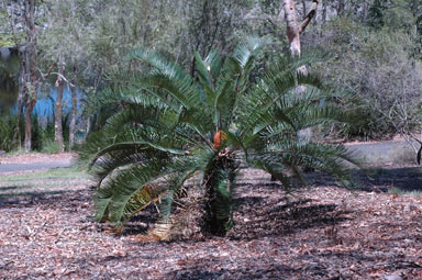 APII jpeg image of Cycas megacarpa  © contact APII