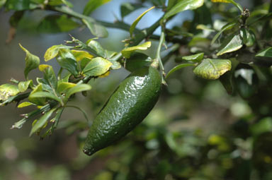 APII jpeg image of Citrus australasica  © contact APII