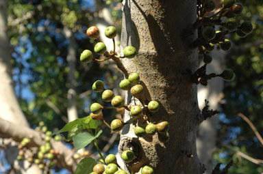 APII jpeg image of Ficus variegata  © contact APII