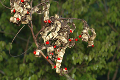 APII jpeg image of Adenanthera abrosperma  © contact APII