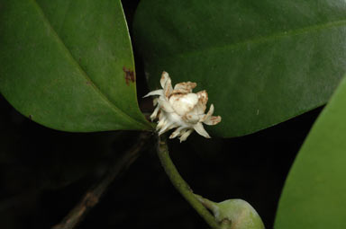 APII jpeg image of Eupomatia laurina  © contact APII