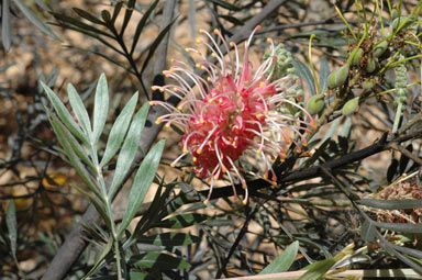 APII jpeg image of Grevillea 'Landcare'  © contact APII