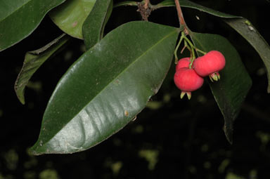 APII jpeg image of Syzygium fibrosum  © contact APII