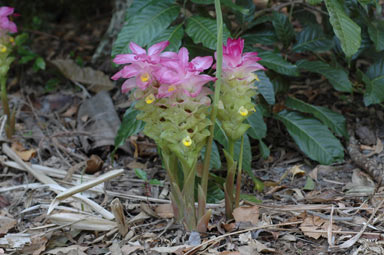 APII jpeg image of Curcuma australasica  © contact APII