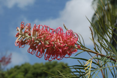 APII jpeg image of Grevillea 'Coastal Prestige'  © contact APII