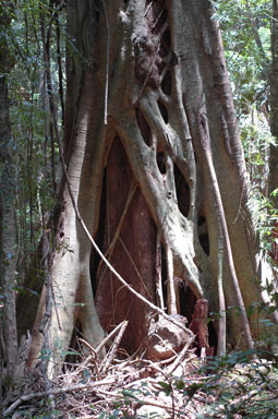 APII jpeg image of Ficus watkinsiana  © contact APII