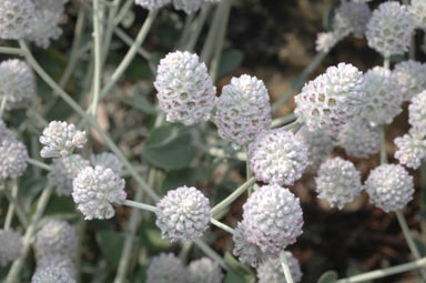 APII jpeg image of Ptilotus obovatus 'Cobtus'  © contact APII