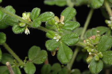 APII jpeg image of Zieria minutiflora subsp. trichocarpa  © contact APII