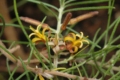 APII jpeg image of Persoonia fastigiata  © contact APII