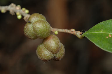 APII jpeg image of Cleistanthus cunninghamii  © contact APII