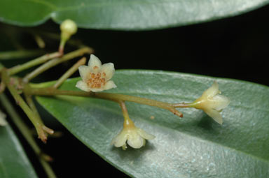 APII jpeg image of Cryptocarya laevigata var. bowiei  © contact APII