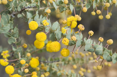 APII jpeg image of Acacia cremiflora  © contact APII