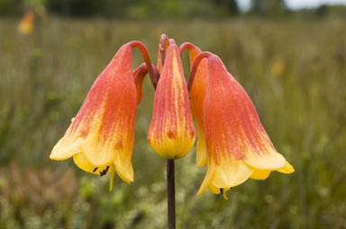 APII jpeg image of Blandfordia grandiflora  © contact APII