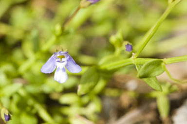 APII jpeg image of Lindernia alsinoides  © contact APII