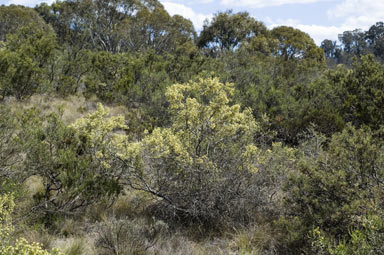 APII jpeg image of Ozothamnus hookeri  © contact APII