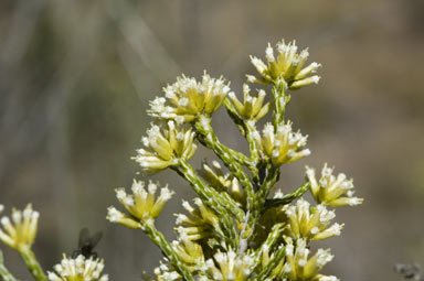 APII jpeg image of Ozothamnus hookeri  © contact APII