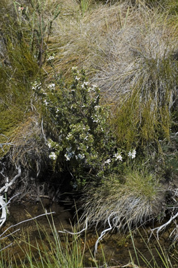 APII jpeg image of Olearia myrsinoides  © contact APII