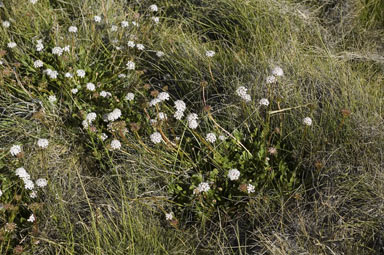 APII jpeg image of Trachymene humilis  © contact APII