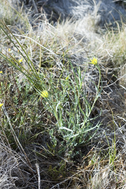 APII jpeg image of Tragopogon dubius  © contact APII