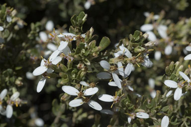 APII jpeg image of Olearia myrsinoides  © contact APII