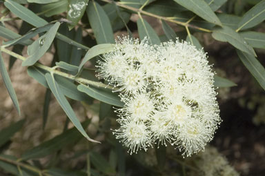 APII jpeg image of Angophora melanoxylon  © contact APII