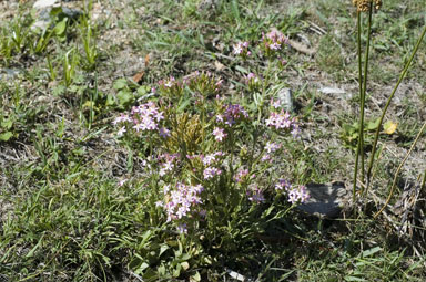 APII jpeg image of Centaurium erythraea  © contact APII