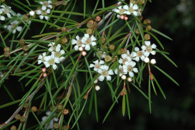 APII jpeg image of Baeckea linifolia  © contact APII