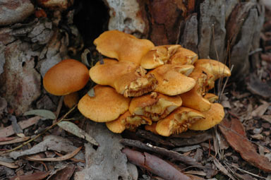 APII jpeg image of Armillaria  © contact APII