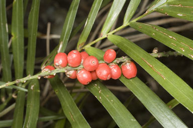 APII jpeg image of Linospadix monostachyos  © contact APII