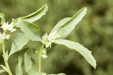 APII jpeg image of Atriplex semibaccata  © contact APII