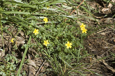 APII jpeg image of Oxalis perennans  © contact APII