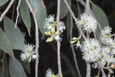 APII jpeg image of Eucalyptus stellulata  © contact APII