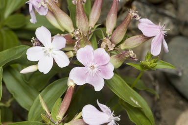 APII jpeg image of Saponaria officinalis  © contact APII