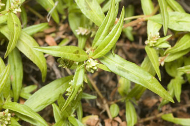 APII jpeg image of Persicaria prostrata  © contact APII