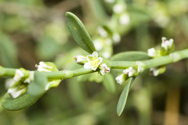 APII jpeg image of Polygonum aviculare  © contact APII