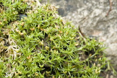 APII jpeg image of Scleranthus fasciculatus  © contact APII