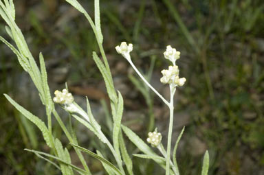 APII jpeg image of Pseudognaphalium luteoalbum  © contact APII