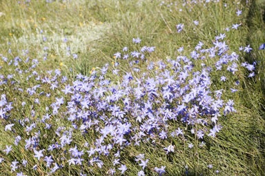 APII jpeg image of Wahlenbergia communis  © contact APII