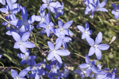 APII jpeg image of Wahlenbergia communis  © contact APII