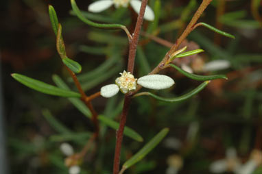 APII jpeg image of Spyridium vexilliferum var. vexilliferum  © contact APII