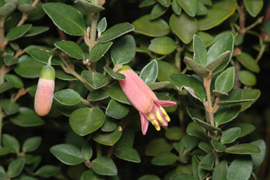 APII jpeg image of Correa pulchella 'Pink Mist'  © contact APII