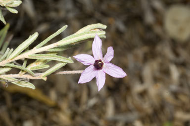 APII jpeg image of Lysiosepalum involucratum  © contact APII