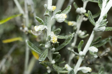 APII jpeg image of Olearia axillaris  © contact APII